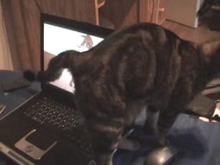 Saleté de chat !