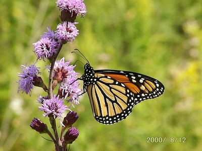 Liatris_ligulistylis_2
