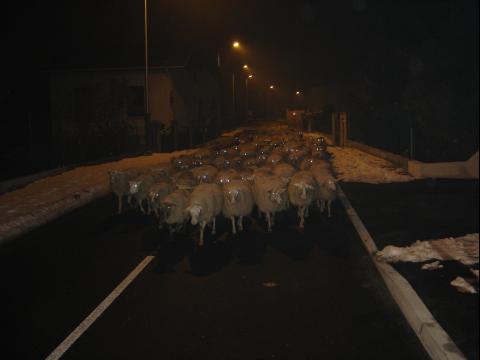 L'image « http://www.lebisou.com/images/moutons.jpg » ne peut être affichée, car elle contient des erreurs.